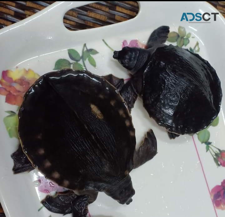  Rare Pig-nosed Turtle(Fly River Turtle 