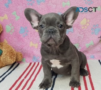 Alexis French Bulldog puppies for sale