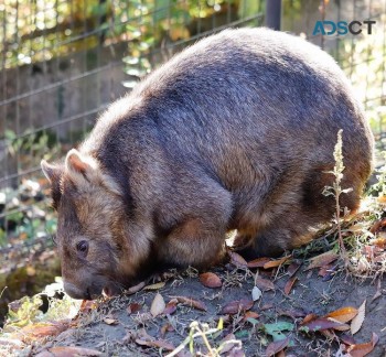 wombats 