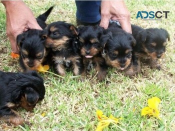  teacup yorkie puppies for sale