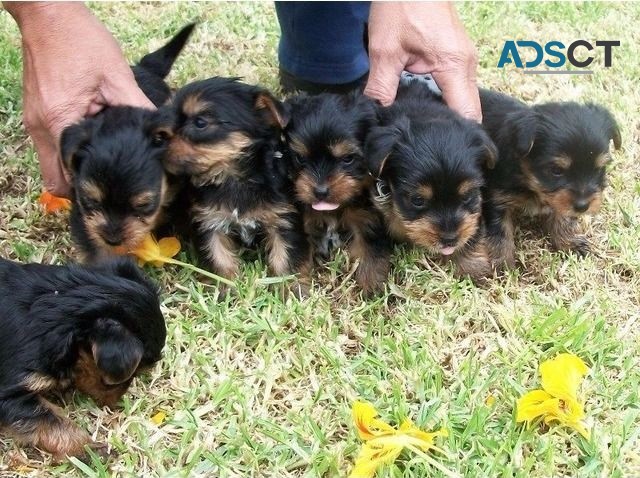  teacup yorkie puppies for sale