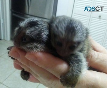 Adorable Marmoset Monkeys For Adoption