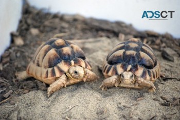 Egyptian Tortoise For Sale