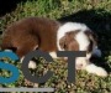 Pure BORDER COLLIE PUPPIES FOR SALE