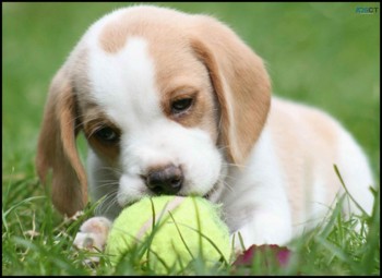 Beagle puppies for sale   