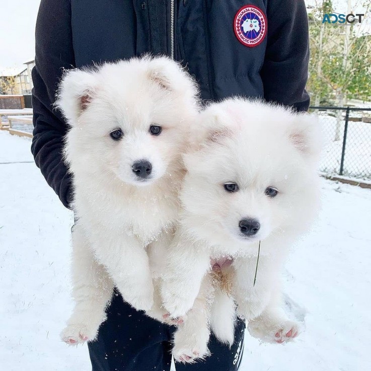 Pure Samoyed puppies 
