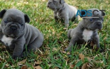 Alexis French Bulldog Puppies For Sale
