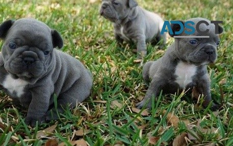 Alexis French Bulldog Puppies For Sale