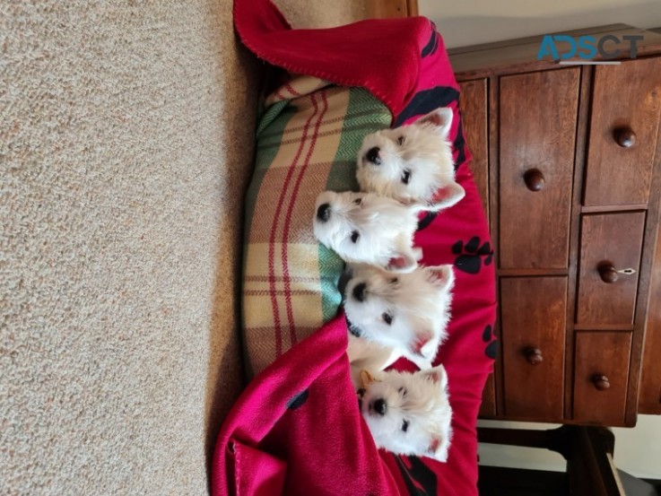 West Highland White Terrier Babies