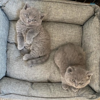  Scottish Fold  Kittens for sale 