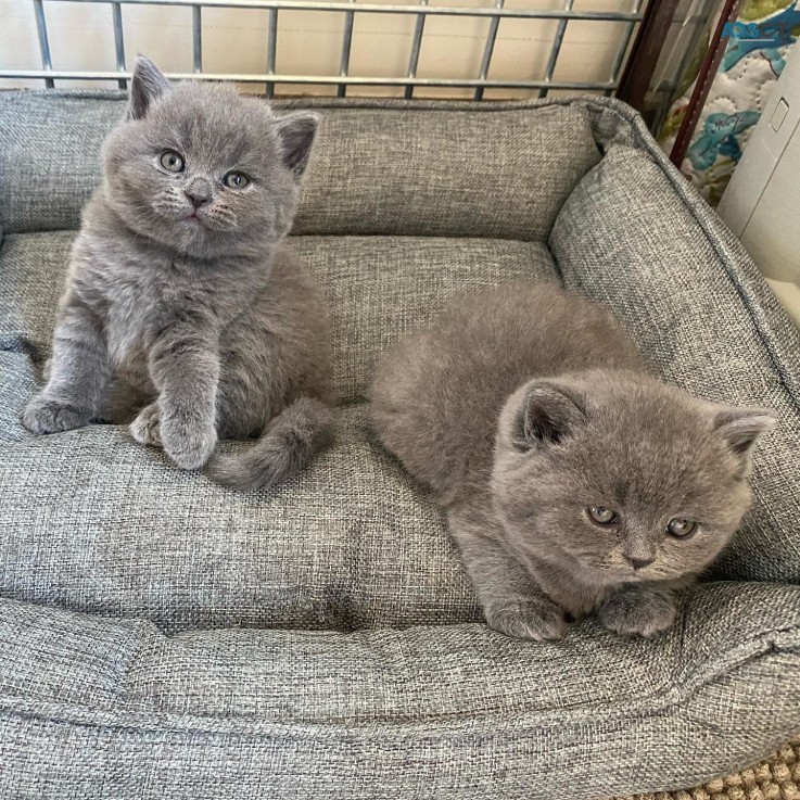  Scottish Fold  Kittens for sale 