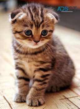 Beautiful Gorgeous Scottish Fold Kittens