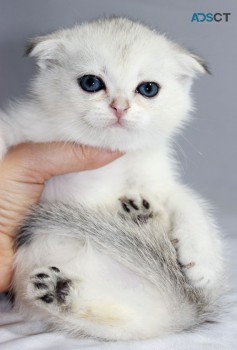 Beautiful Gorgeous Scottish Fold Kittens
