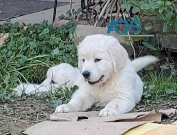 Sweet Golden Retriever puppies for sale