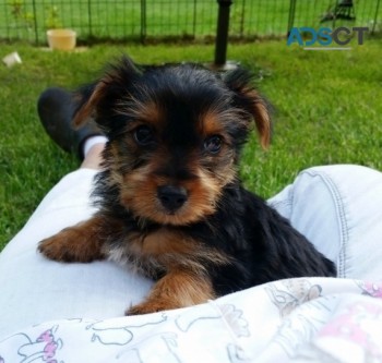 Teacup Yorkie puppies for sale 
