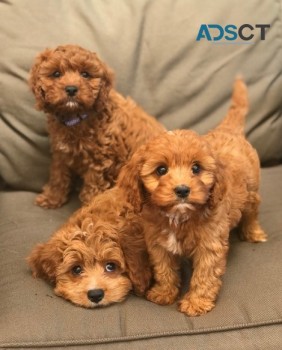 Pure Toy Poodle Puppies for sale 