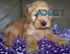 Cockapoo Puppies Available
