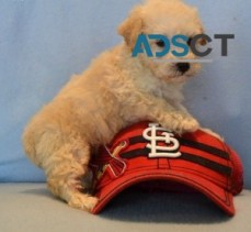 Cockapoo Puppies Available