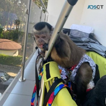 Adorable Capuchin Monkey