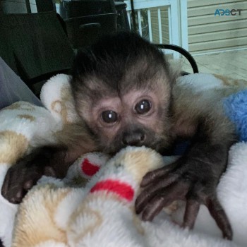 Sweet Capuchin Monkey