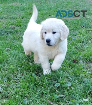 Sweet Golden Retriever puppies for sale