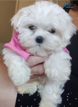 Maltese puppies for sale 