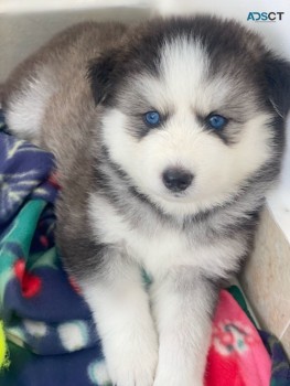 Pomsky puppies for sale 