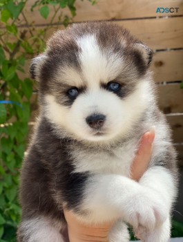 Pomsky puppies for sale 