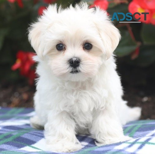 Bhola Maltese Puppies For Sale