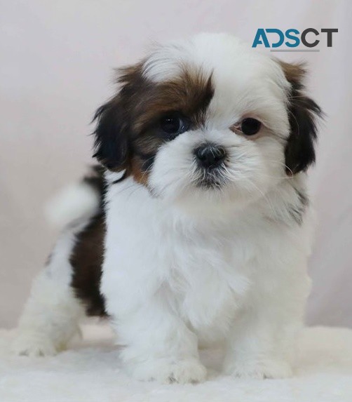 Razzed Shih Tzu Puppies For Sale