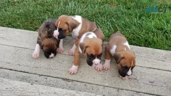 Boxer puppies for sale 