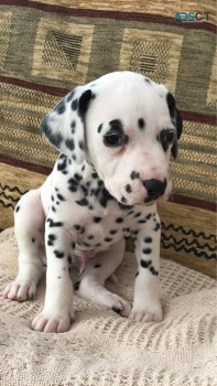 dalmatian puppies for sale