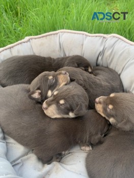 Kelpie Pups
