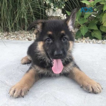 German Shepherd puppies for sale