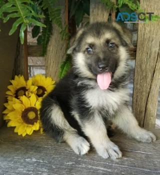 German Shepherd puppies for sale