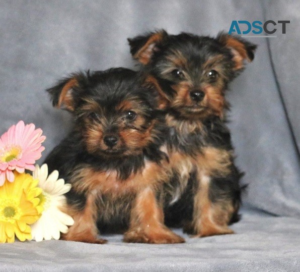 Yorkshire Terrier Puppies For Sale