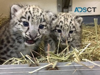 Leopard Cubs for pets