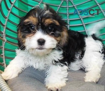 Cavachon puppies for sale 