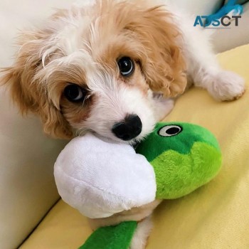 Cavachon Puppies Available