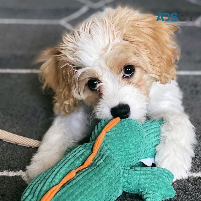 Cavachon Puppies Available