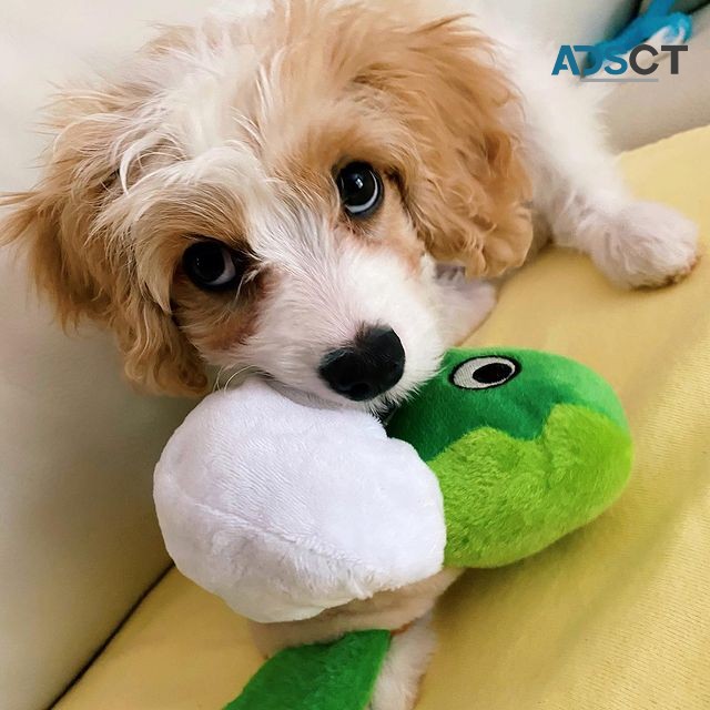Cavachon Puppies Available