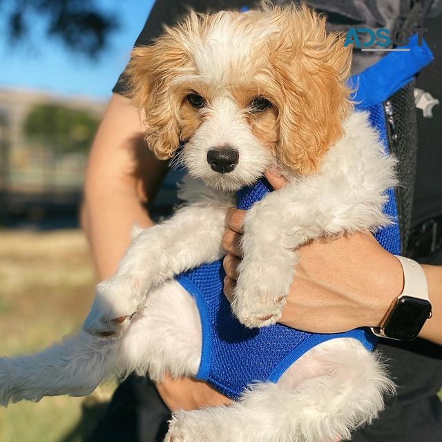 Cavachon Puppies Available