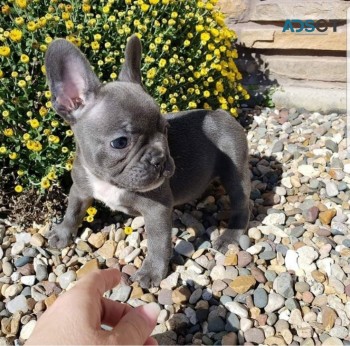 French bulldogs for sale 