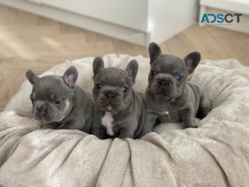 French bulldogs puppies for sale