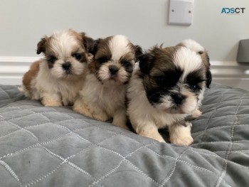 Shih Tzu puppies for sale