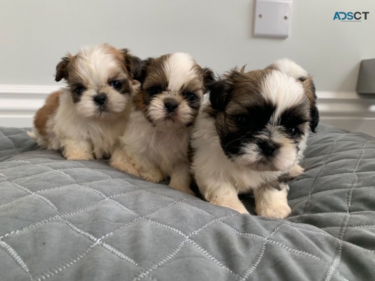 Shih Tzu puppies for sale
