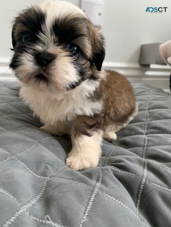 Shih Tzu puppies for sale