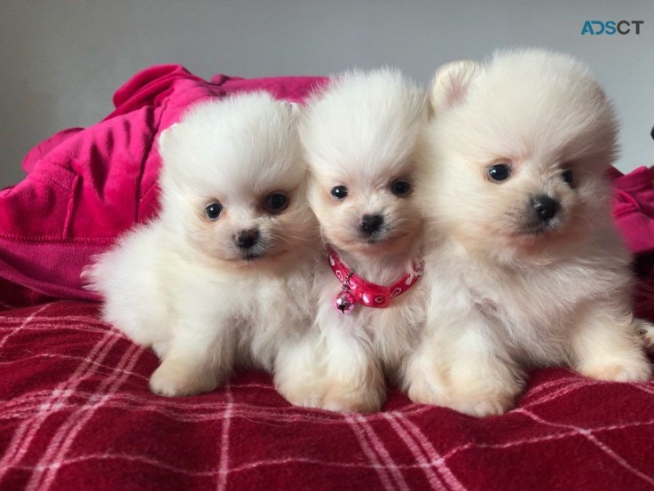 Adorable purebred Pomeranian puppies.