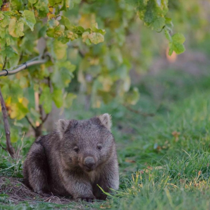 Bangor Wine & Oyster Shed