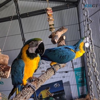 Hyacinth Macaw Parrots for sale